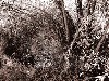 puree-de-saule-2-web.jpg