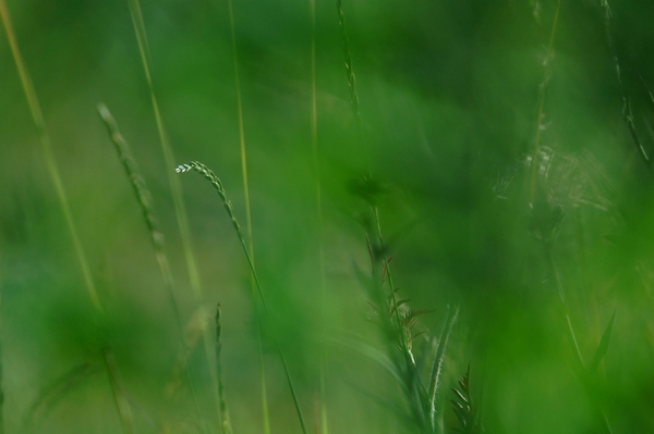 2007-06-23-sky_herbe004_600.jpg