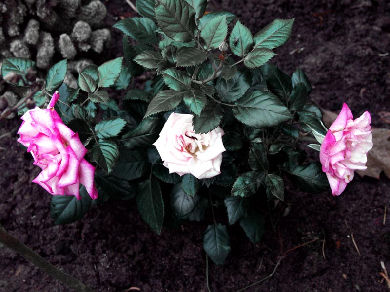 3-roses-1-web.jpg