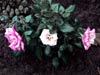 3-roses-1-web.jpg