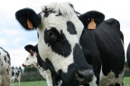 Vache.jpg