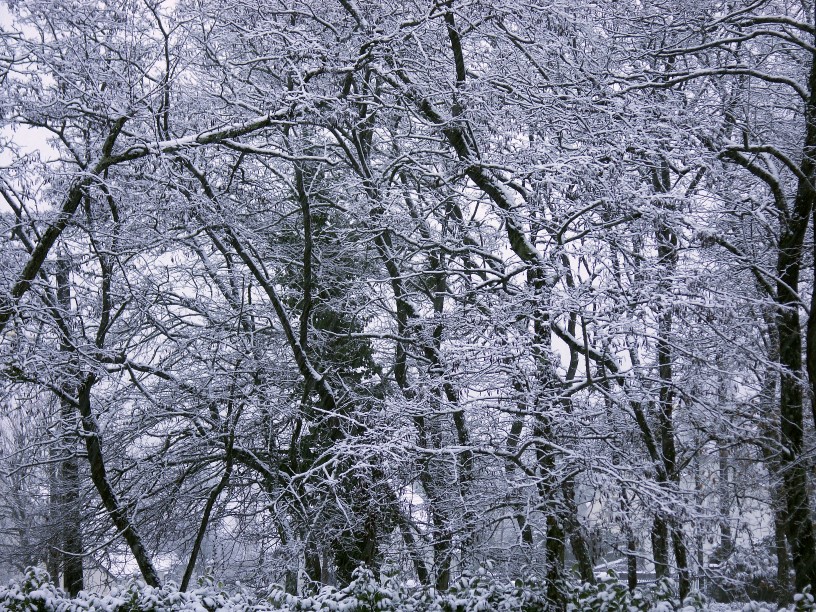 Arbres.jpg