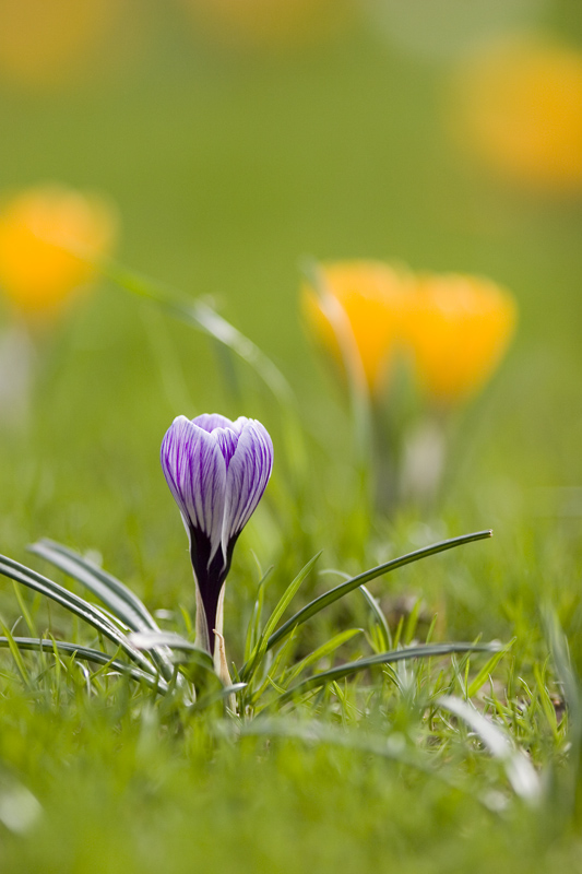 crocus_8169.jpg