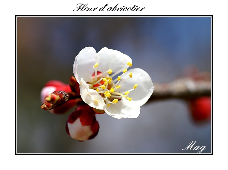 fleur_abricotier2.jpg