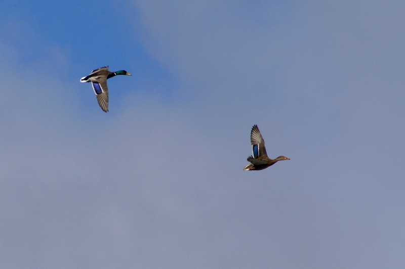 le_retour_des_canards_sauvages.jpg