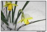 Fleur.006.jpg
