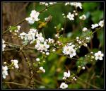 Fleurs_de_printemps.jpg