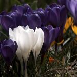 crocus-encore_600.jpg