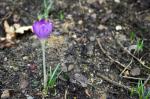 crocus1.jpg