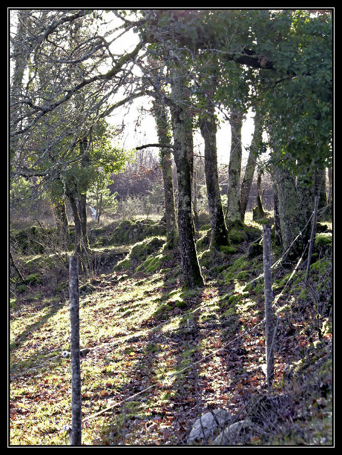 Arbres.jpg