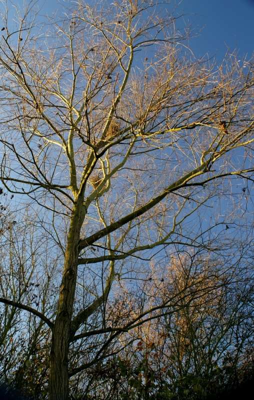 arbre003_800b.jpg