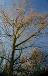 arbre003_800b.jpg