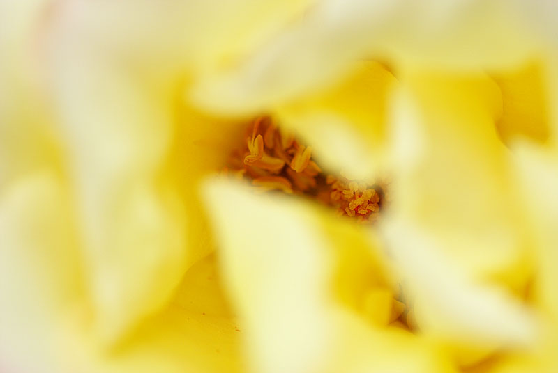ParfumdeRose.jpg