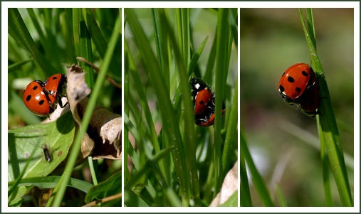 2007-04-08_tryptique_coccinelle003.jpg