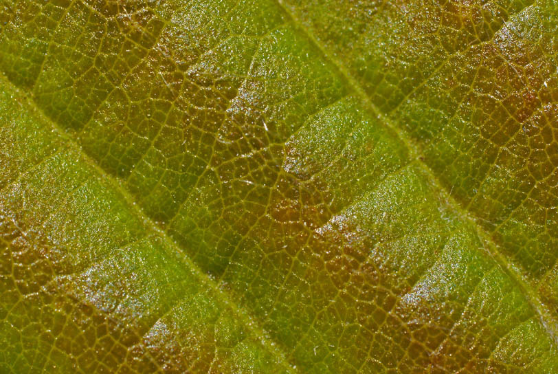 feuille02.jpg