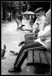 L_homme_aux_pigeon.jpg