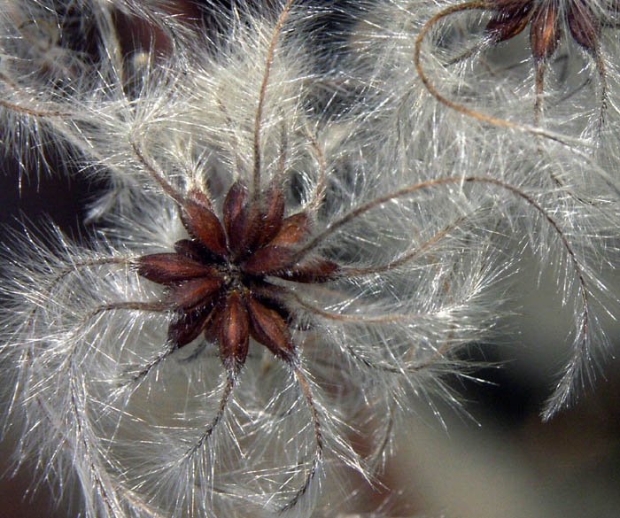 Fleur1.jpg