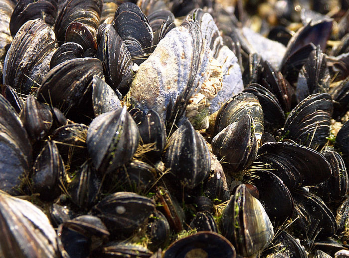 Moules83.jpg